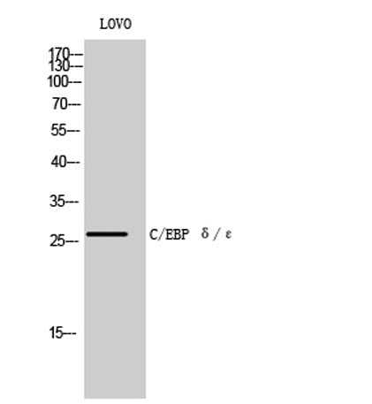 C/EBP δ/ε rabbit pAb