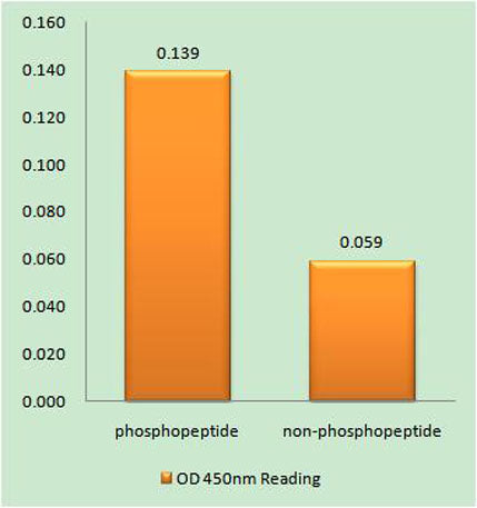 TIP60 (phospho Ser90) rabbit pAb