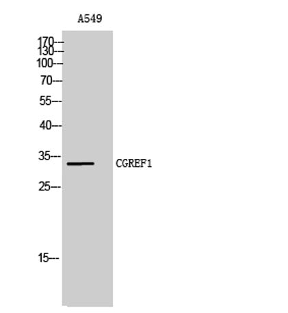 CGREF1 rabbit pAb