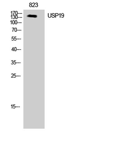 USP19 rabbit pAb
