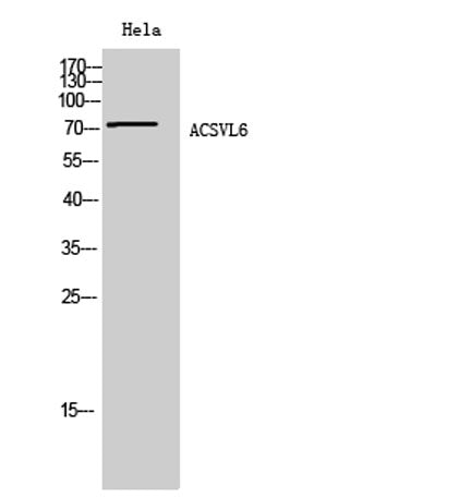 ACSVL6 rabbit pAb