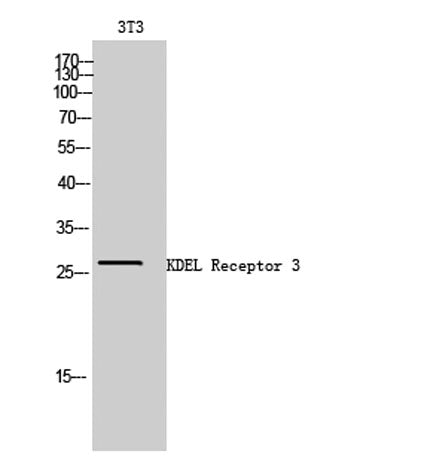 KDEL Receptor 3 rabbit pAb
