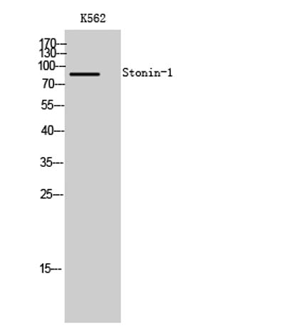 Stonin-1 rabbit pAb