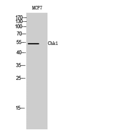 Chk1 rabbit pAb