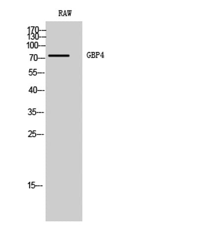 GBP4 rabbit pAb