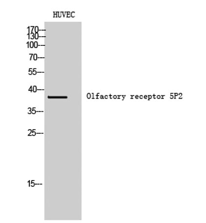 Olfactory receptor 5P2 rabbit pAb