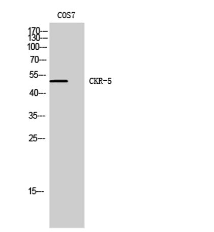 CKR-5 rabbit pAb