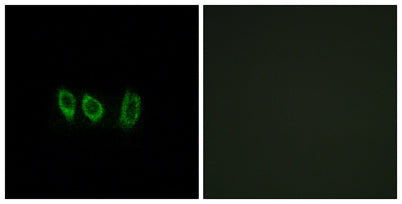 Cystatin L1 rabbit pAb