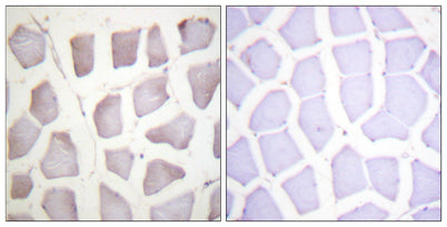 Crystallin-αB (phospho Ser59) rabbit pAb