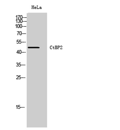 CtBP2 rabbit pAb
