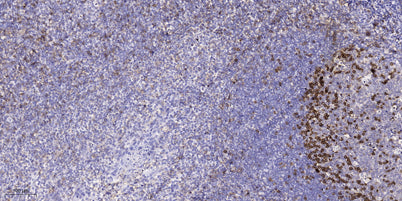 Catenin-α1 (phospho Ser641) rabbit pAb