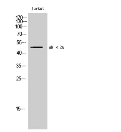 AR α2A rabbit pAb