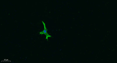 AR-β3 rabbit pAb