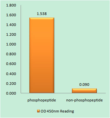 CHOP (phospho Ser30) rabbit pAb