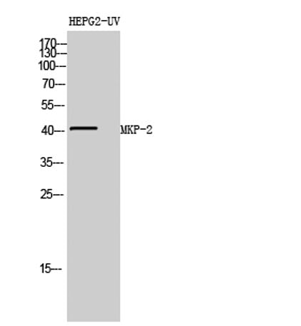 MKP-2 rabbit pAb