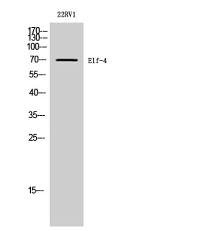 Elf-4 rabbit pAb
