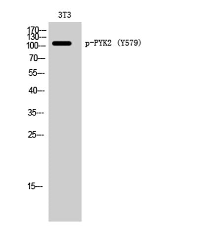 PYK2 (phospho Tyr579) rabbit pAb