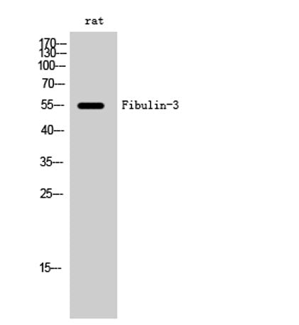 Fibulin-3 rabbit pAb