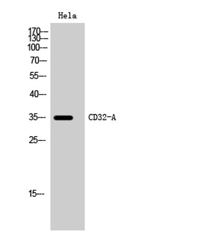 CD32-A rabbit pAb
