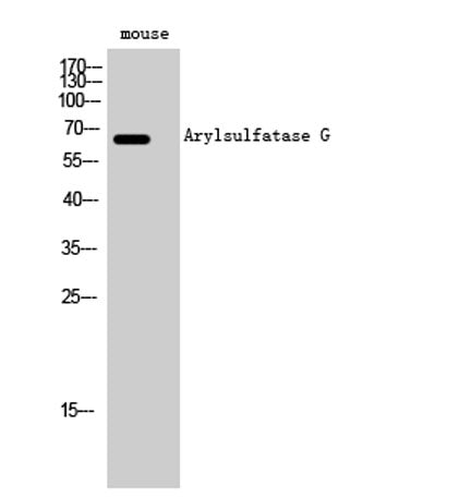 Arylsulfatase G rabbit pAb