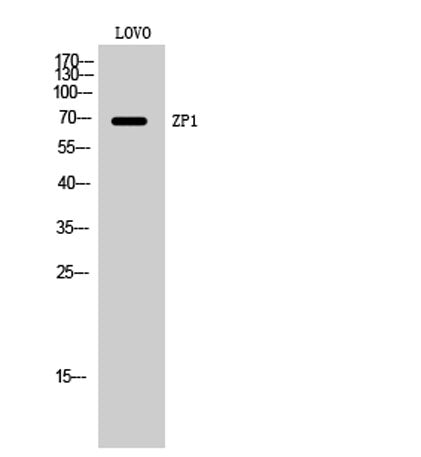 ZP1 rabbit pAb