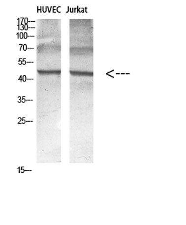 Encephalopsin rabbit pAb