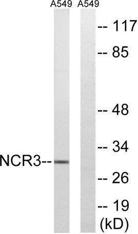 NKp30 rabbit pAb