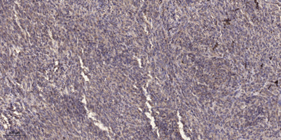 AGS3 rabbit pAb