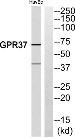 GPR37 rabbit pAb