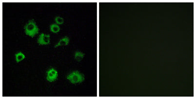Orexin R-1 rabbit pAb