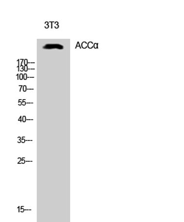 ACCα rabbit pAb