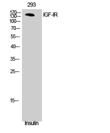 IGF-IR rabbit pAb