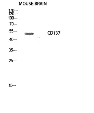 CD137 rabbit pAb