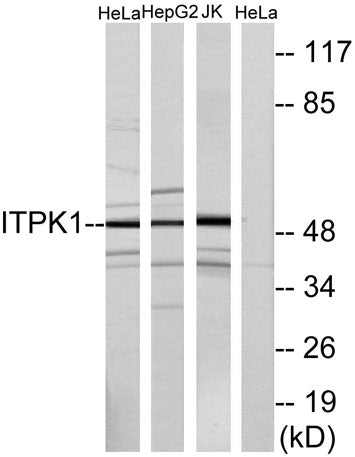 ITPK1 rabbit pAb