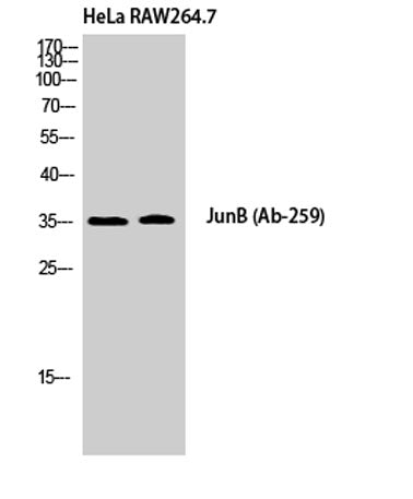 Jun B rabbit pAb