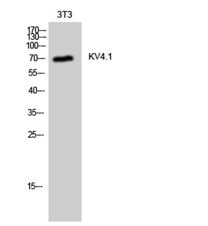 KV4.1 rabbit pAb