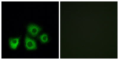 Olfactory receptor 5M1/5M10 rabbit pAb