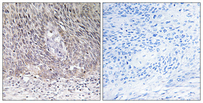 Arylsulfatase A rabbit pAb