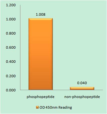 MDM2 (phospho Ser186/S188) rabbit pAb