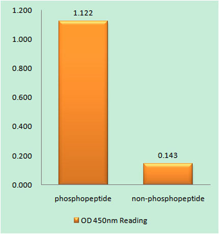 MDMX (phospho Ser367) rabbit pAb