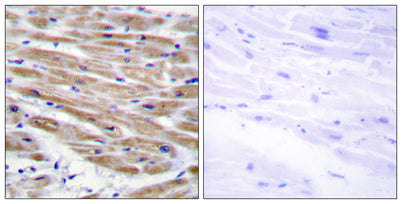 MEK Kinase-4 rabbit pAb