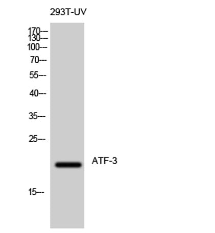 ATF-3 rabbit pAb