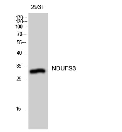NDUFS3 rabbit pAb