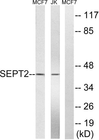 Septin 2 rabbit pAb