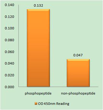 NFATc4 (phospho Ser168/S170) rabbit pAb