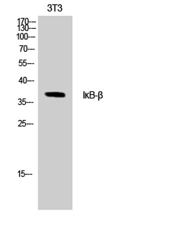 IκB-β rabbit pAb