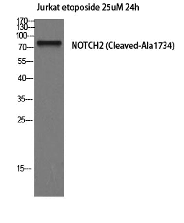 Cleaved-Notch 2 (A1734) rabbit pAb