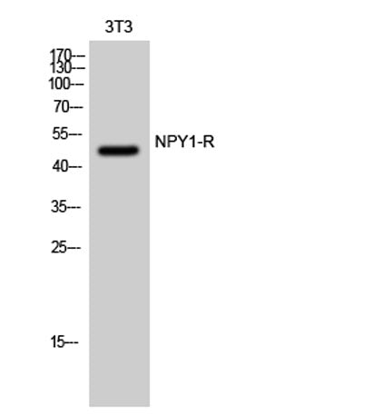 NPY1-R rabbit pAb