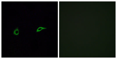 Olfactory receptor 2C1 rabbit pAb
