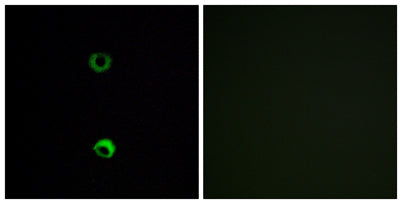 Olfactory receptor 3A2 rabbit pAb